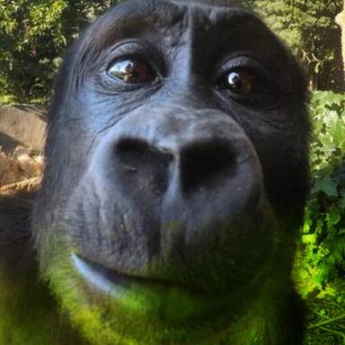 Thumbnail for obby but you are a stinky gorilla Game