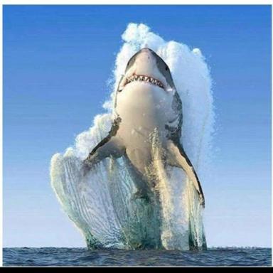 Thumbnail for shark chase Game