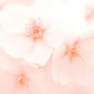 the cherry blossom icon
