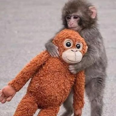 Thumbnail for Line to Punch Monkey Game