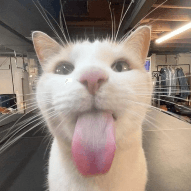 Silly Cat Obby! icon