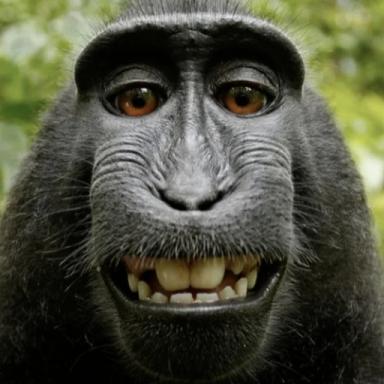 Be a Monkey 🐒 [4 Player Obby] icon