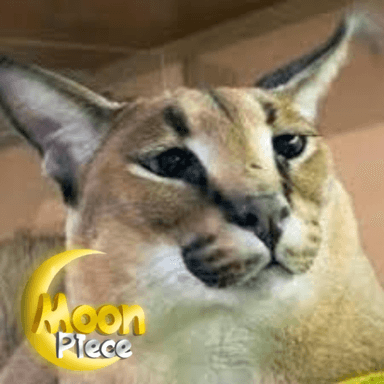 [Floppa Update] Moon Piece icon