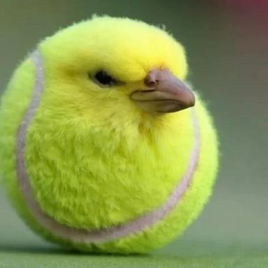 Thumbnail for Cart Ride Into Tennis Bird Game