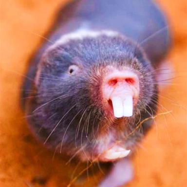 Thumbnail for  Mole Rat Digging Simulator [V2] ✨ Game