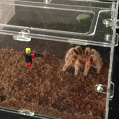 Thumbnail for LIVE INSIDE A SPIDER CAGE! Game