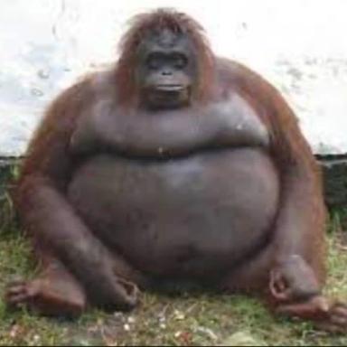 Thumbnail for Be A Monkey In A Zoo [200K Visits] Game