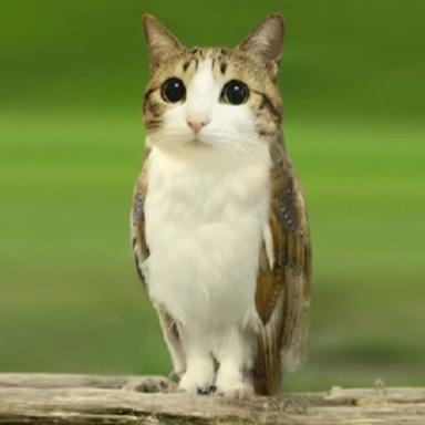 Jump Into Meowl icon