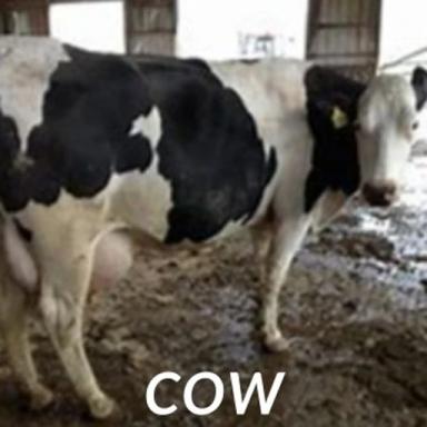 COW icon