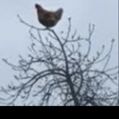 Thumbnail for Screaming Chicken[PRIVATE SERVERS] Game