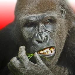 [Beta] Flying Gorilla Obby icon