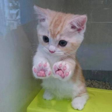 i love cats icon