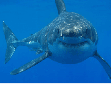 Thumbnail for Survive the Killer Megalodon Game