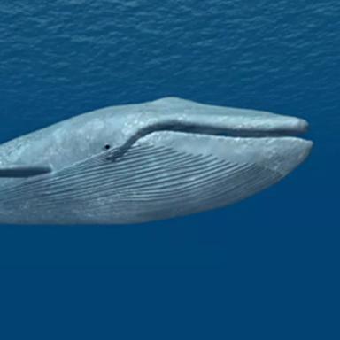 Whale Finders icon