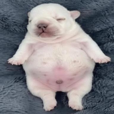 Jump Into Pibbles icon