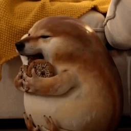 What The Dog Doing Obby icon