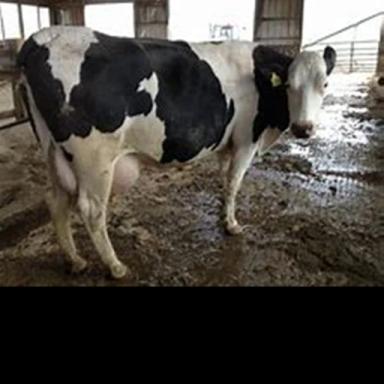 COW icon