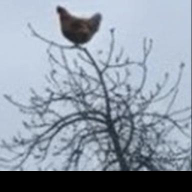 Screaming Chicken[PRIVATE SERVERS] icon
