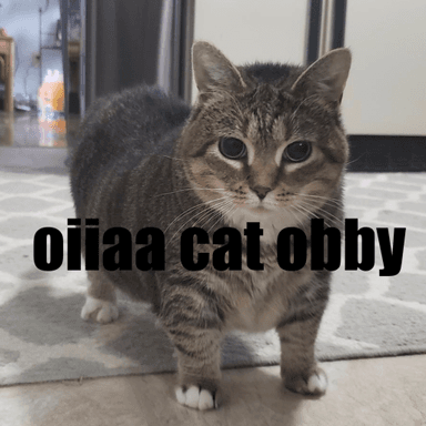 Thumbnail for Singing Spinning Oiia Cat Obby Game