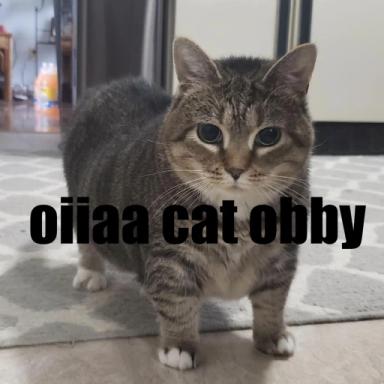 Thumbnail for Singing Spinning Oiia Cat Obby Game