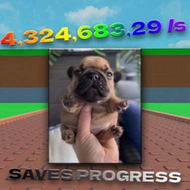 Thumbnail for Steal a Pibble Game