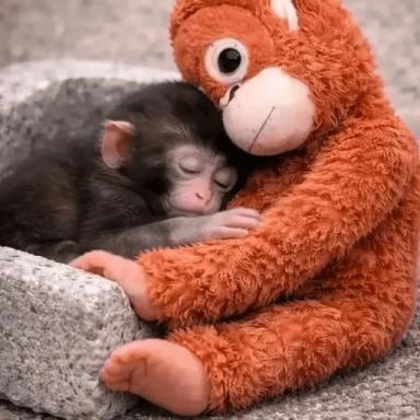 🐵 Punch Monkey 🐵 icon