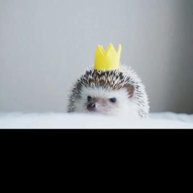 hedgehog city icon