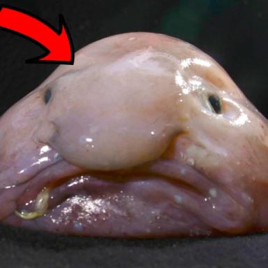 Thumbnail for Be A Blob Game