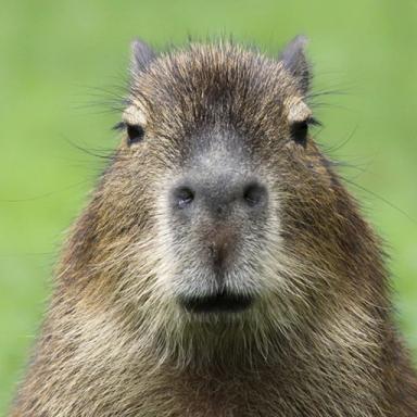 capybara icon