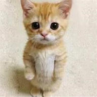 Fun Cat Place icon