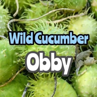 Thumbnail for 🥒 Wild Cucumber Obby Game