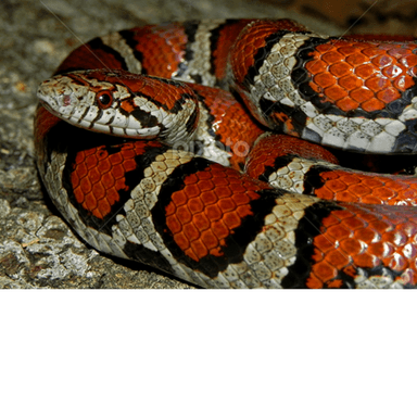 Thumbnail for Snake World Game