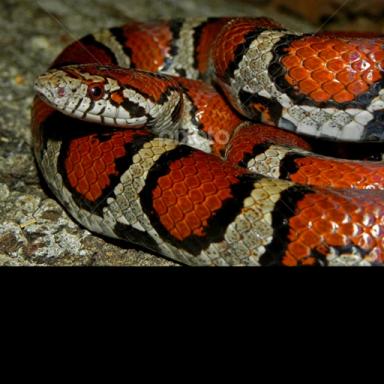 Snake World icon