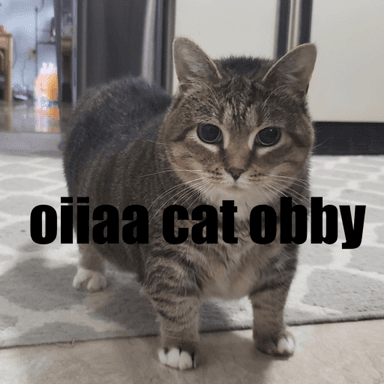 Singing Spinning Oiia Cat Obby icon