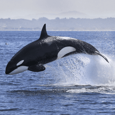 Thumbnail for be an orca Game