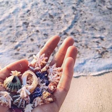 🐚  icon