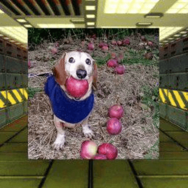 🚪Survive DOG WITH APPLE In Area 51🔦 icon