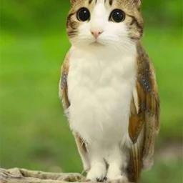 meowl icon