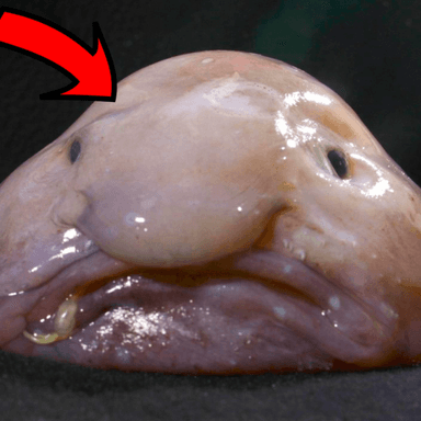 Be A Blob icon