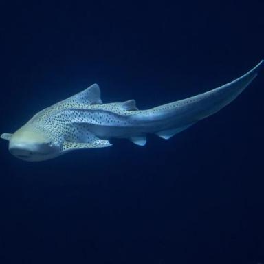 The aquarium icon
