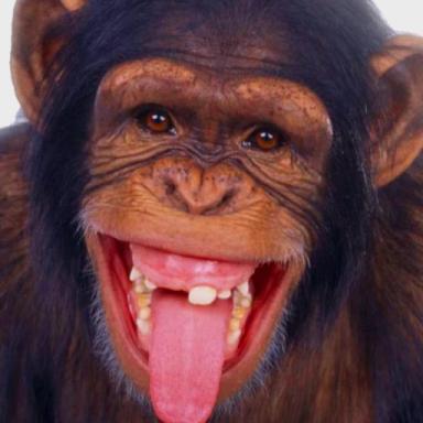 Monke land icon