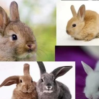 Thumbnail for Bunni Bunni Bunni Bunni Bunni Obby! [ADMIN UPDATE] Game