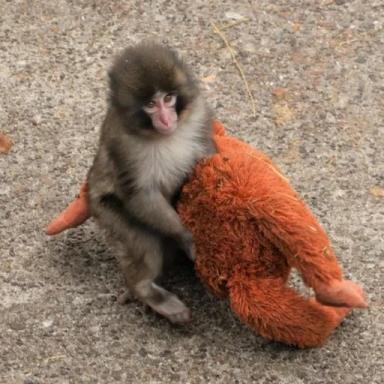 Thumbnail for Jump Into "Punch" The Monkey Game