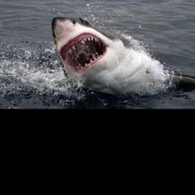The Diving adventure: SHARK ATTACK! icon