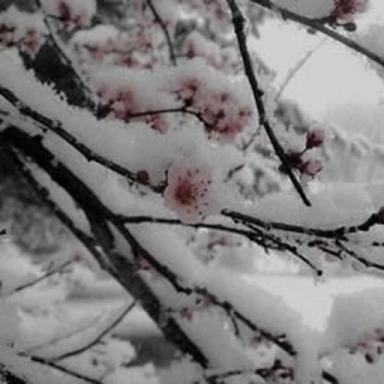 Thumbnail for The Snowfall Glade Game