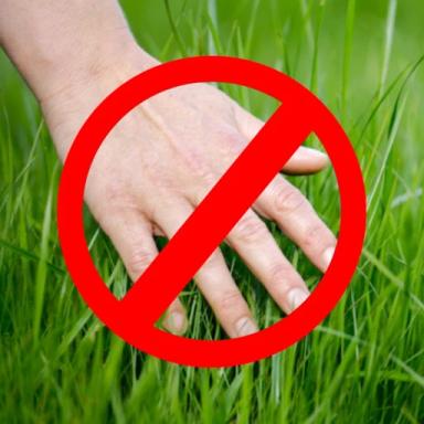 Thumbnail for Don't Touch Grass Game